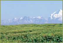 Darjeeling-Gangtok-Lachung-Yumthang (8N / 9D)