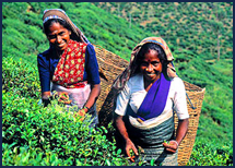 Darjeeling Tea Garden