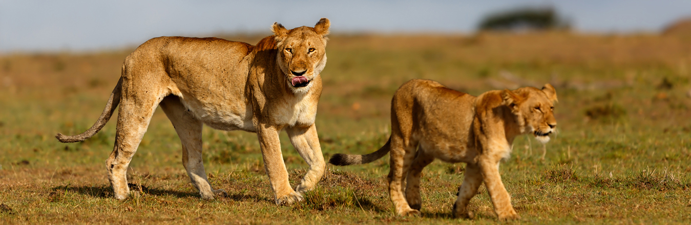 International Wildlife Holiday Tour Packages