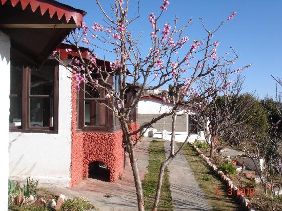 Mountain Trail : Mukteshwar
