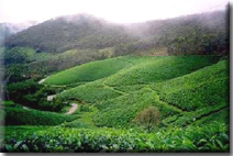 Romantic Kerala Holidays - Munnar