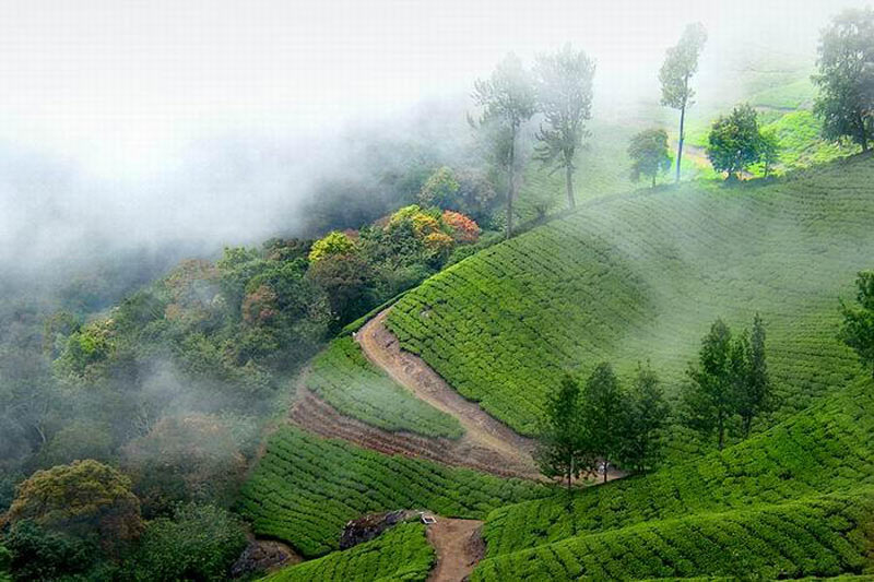 Romantic Munnar Thekkady Kumarakom Tour