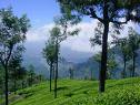 Best of Nilgiris