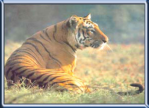 The Call of Tiger - 7 Nights / 8 Days