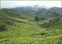 vacation in darjeeling sikkim, himalaya tour, travel to himalaya, himalayan mountain range