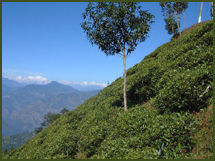 Exotic Himalaya