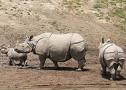 Kaziranga Wildlife Jungle Safari