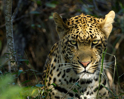 3 NIGHTS KRUGER & MPUMALANGA EXPLORER