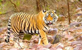 Golden Triangle with Ranthambore